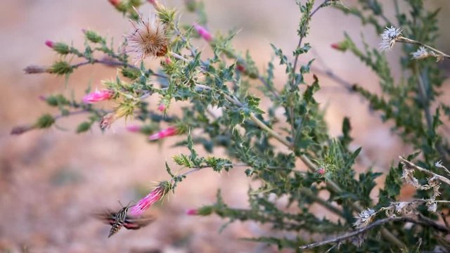 Pink thistle flowers blooming and thorny plant at Paria view in Bryce Canyon National Park in Utah in evening with Shinx Hummingbird moth collecting nectar flapping wings