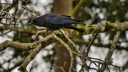 2018-11-29 BLACK CROW ON A BRANCH