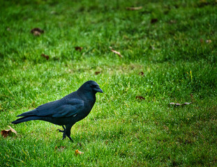 2018-11-29 A CROW IN A PARK ON MERCER ISLAND