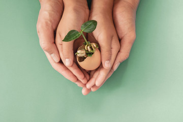 hands holding seedling in eggshells, montessori education , CSR Corporate social responsibility, Eco green sustainable living concept,zero waste, plastic free,world food day, responsible comsumption