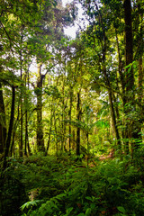Fototapeta na wymiar Thick green jungle in Central America