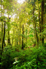 Thick green jungle in Central America