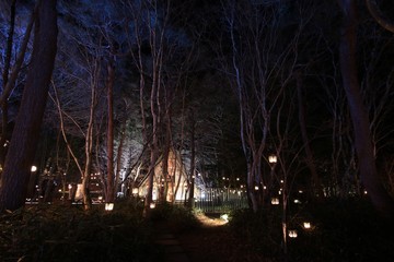 森の中のクリスマスの灯り
