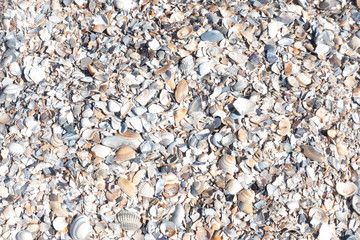 1000 Muscheln