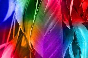 Feathers closeup tinted in different colors. Abstract background, feather texture