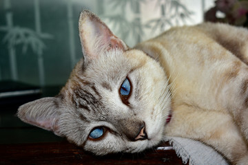  Cat rest Lying on the sofa looking cute