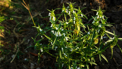 Beautiful white jasmine flowers, grow wild around the house