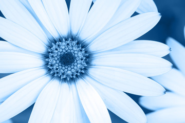 Close up of osteospermum, classic blue background, toned, color of the year 2020, selective focus