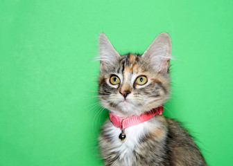 Portrait of an adorable calico kitten wearing a pink collar with bell looking slightly to viewers left. Green background with copy space.