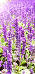 Obraz premium field of lavender flowers