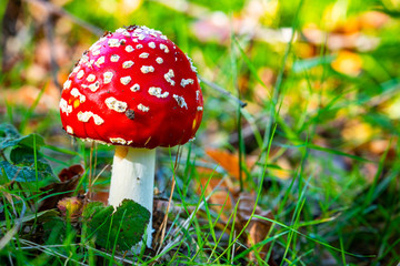 The iconic fly agaric toadstool