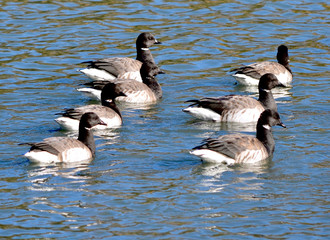 A raft of brants rest in a Long Island harbor after migrating from their Arctic Circle breeding grounds. (Branta bernicla)