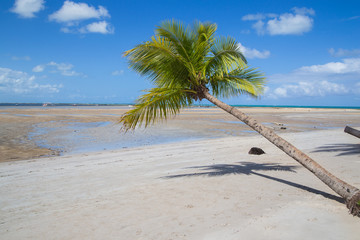 Carneiros Beach, a Tropical beach at Pernambuco, Brazil - 307528917