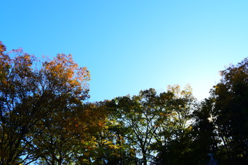 Obraz premium 空と紅葉