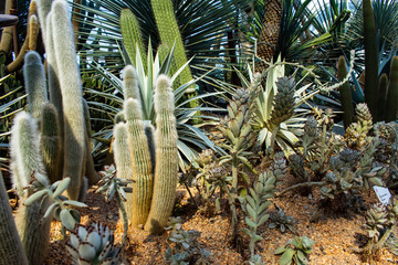 Fototapeta premium Creative cacti capture your eye with their different shapes and sizes.