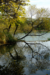 Autumn leaves covered tree reflected in the still waters of a small dam