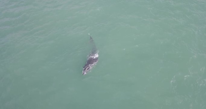 Baleia Franca Mar Atlantico Florian&oacute;polis Santa Catarina Brasil