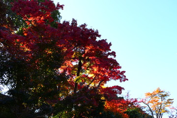 紅葉