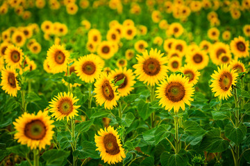 Sunflower Field in France