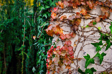 Colorful red autumn vines wrapped around a round concrete column in a garden environment