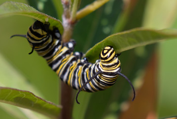 Monarch (Danaus plexippus) caterpillar feeding on milkweed plant, Galveston, Texas, USA