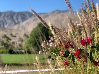 flowers in the mountains
