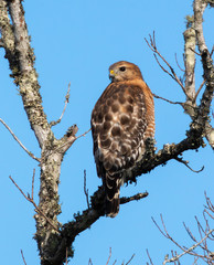 Red-shouldered hawk (Buteo lineatus) on a perch, Brazos Bend State Park, Texas, USA.