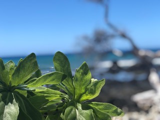 green leaves on background of blue sky