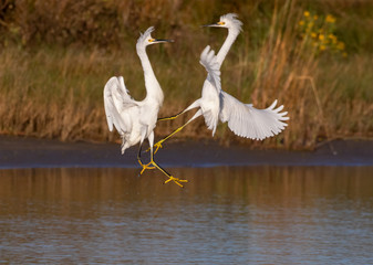 Snowy egrets (Egretta thula) fighting in the air, Galveston, Texas, USA