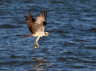 Osprey (Pandion haliaetus) with a caught fish over the ocean, Galveston, Texas, USA.