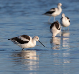 American avocets (Recurvirostra Americana) in winter plumage feeding in tidal marsh, Galveston, Texas, USA.