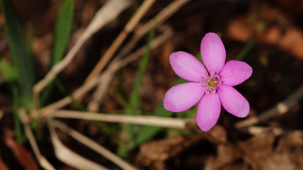 pink flower