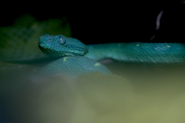 blue snake