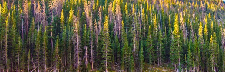 Trees on mountain side