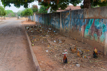 urban filth and chickens on dirty sidewalk