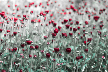 beautiful reddish flowers with a monochrome and blurry background