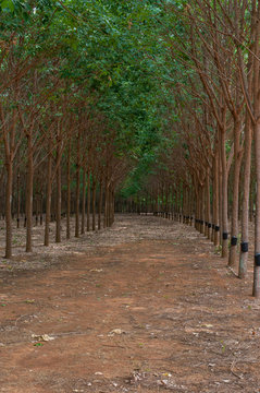 inside a rubber tree plantation