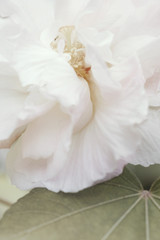 Beautiful soft pink cotton rose, Confederate rose (Hibiscus mutabilis L).Soft focus and pastel color tonned.