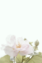 Beautiful soft pink cotton rose, Confederate rose (Hibiscus mutabilis L).Soft focus and pastel color tonned.