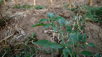 Physalis angulata herbal plants for various types of diseases