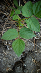Green bean leaves or commonly called Vigna radiata, one of the plants with high vegetable protein content