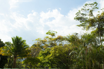 Obraz premium Nature; variety of plants with sky with many clouds.