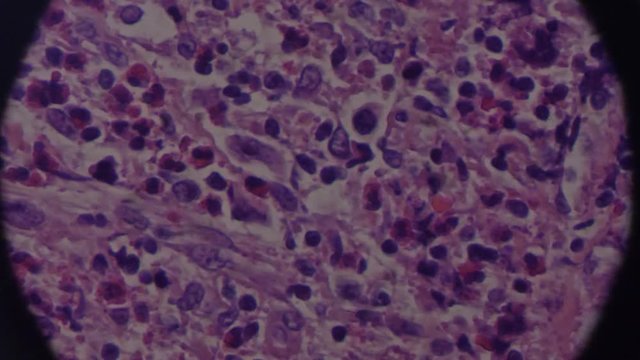 cells seen through a microscope 4k