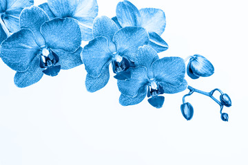 Orchid branche in blue color on white background with copy space