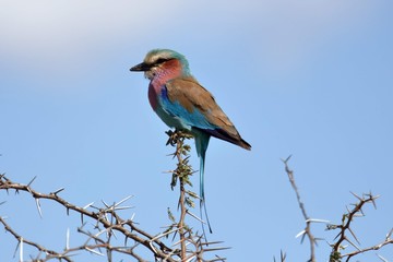 South Africa, Colorful Roller Bird