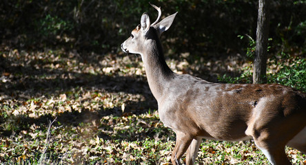 Buck missing an antler in the woods