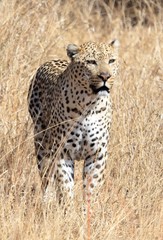Naklejka na ściany i meble Leopard, Kruger National Park