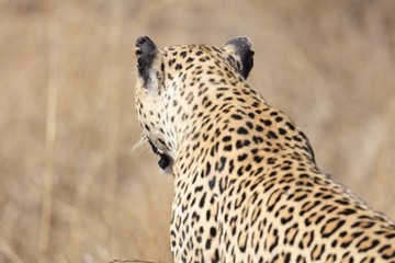 Leopard, South Africa