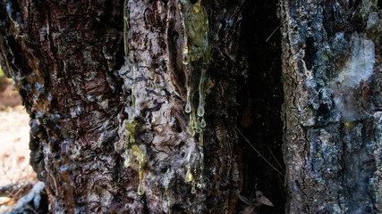 Pine sap is the main ingredient in making turpentine and other chemicals