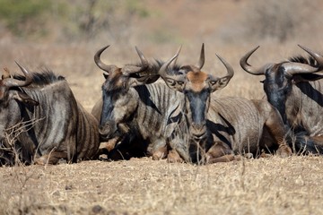 Blue Wildebeest, Kruger National Park